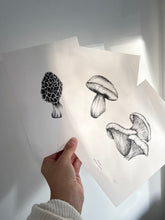 Load image into Gallery viewer, Oyster Mushroom
