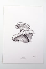 Load image into Gallery viewer, Oyster Mushroom
