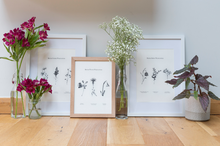 Load image into Gallery viewer, British Wildflowers - Summer Trio
