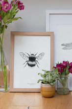 Load image into Gallery viewer, Insects - Bumblebee
