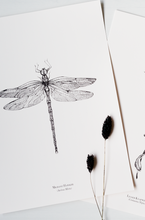 Load image into Gallery viewer, Insects - Dragonfly
