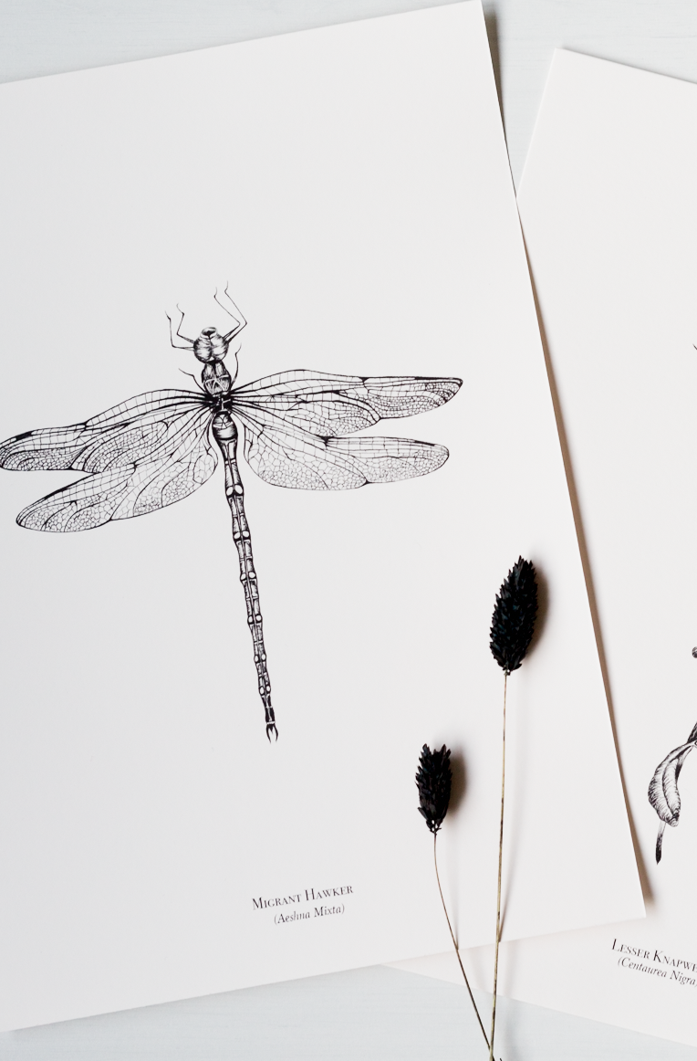 Insects - Dragonfly