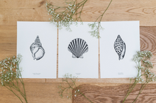 Load image into Gallery viewer, Coastal - Scallop Shell
