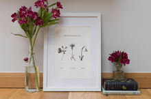 Load image into Gallery viewer, British Wildflowers - Winter Trio
