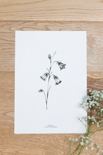 Load image into Gallery viewer, British Wildflowers - Harebell

