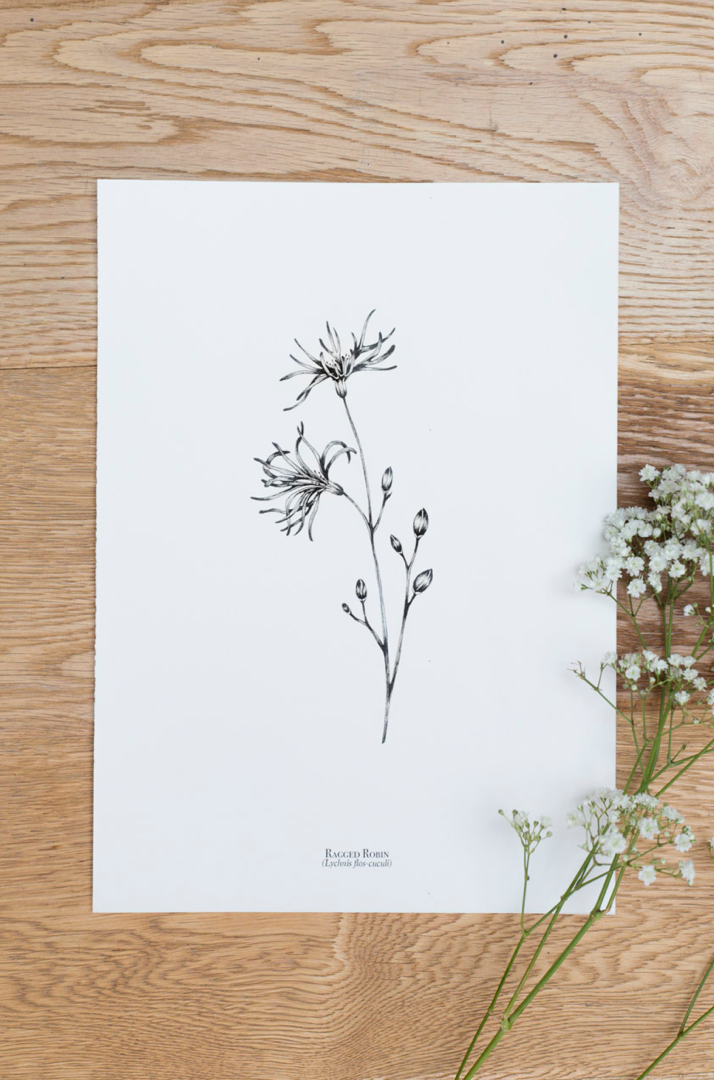 British Wildflowers - Ragged Robin