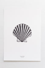 Load image into Gallery viewer, Coastal - Scallop Shell
