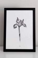 Load image into Gallery viewer, Botanicals - Iris
