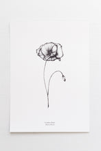 Load image into Gallery viewer, Botanicals - Common Poppy
