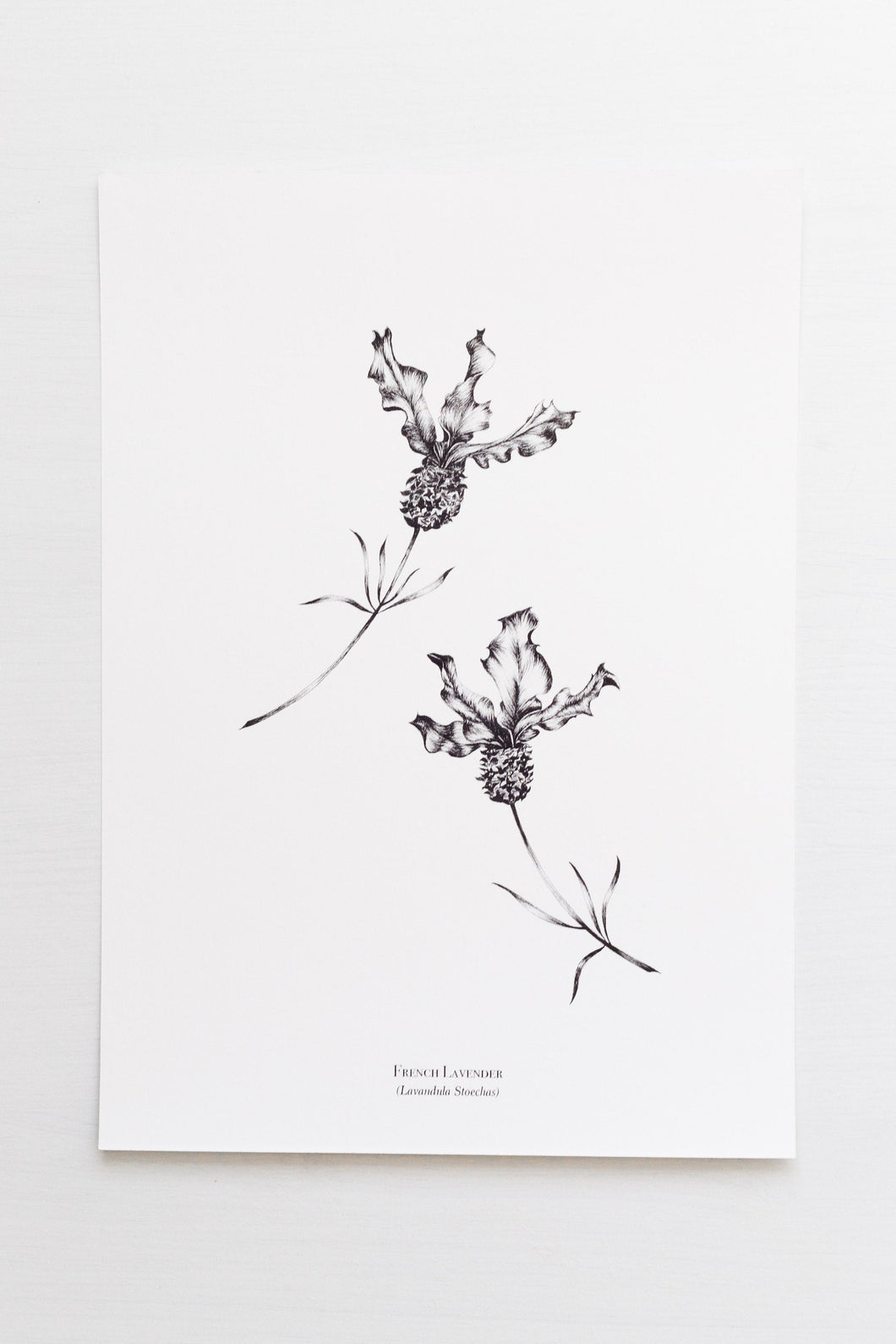 Botanicals - French Lavender