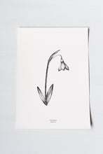 Load image into Gallery viewer, British Wildflowers - Snowdrop
