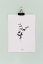 Load image into Gallery viewer, British Wildflowers - Common Vetch
